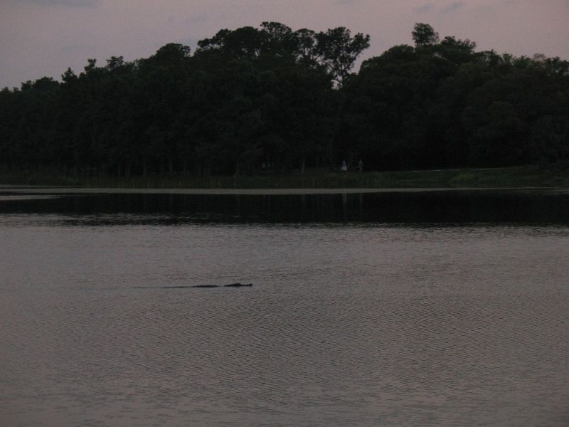 Cori's Books through 17Jun2009 062 - Gator swimming across lake, Taylor Park.jpg