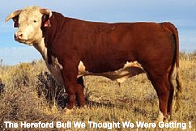 400 px -Hereford_bull_large 400px no crack text.jpg
