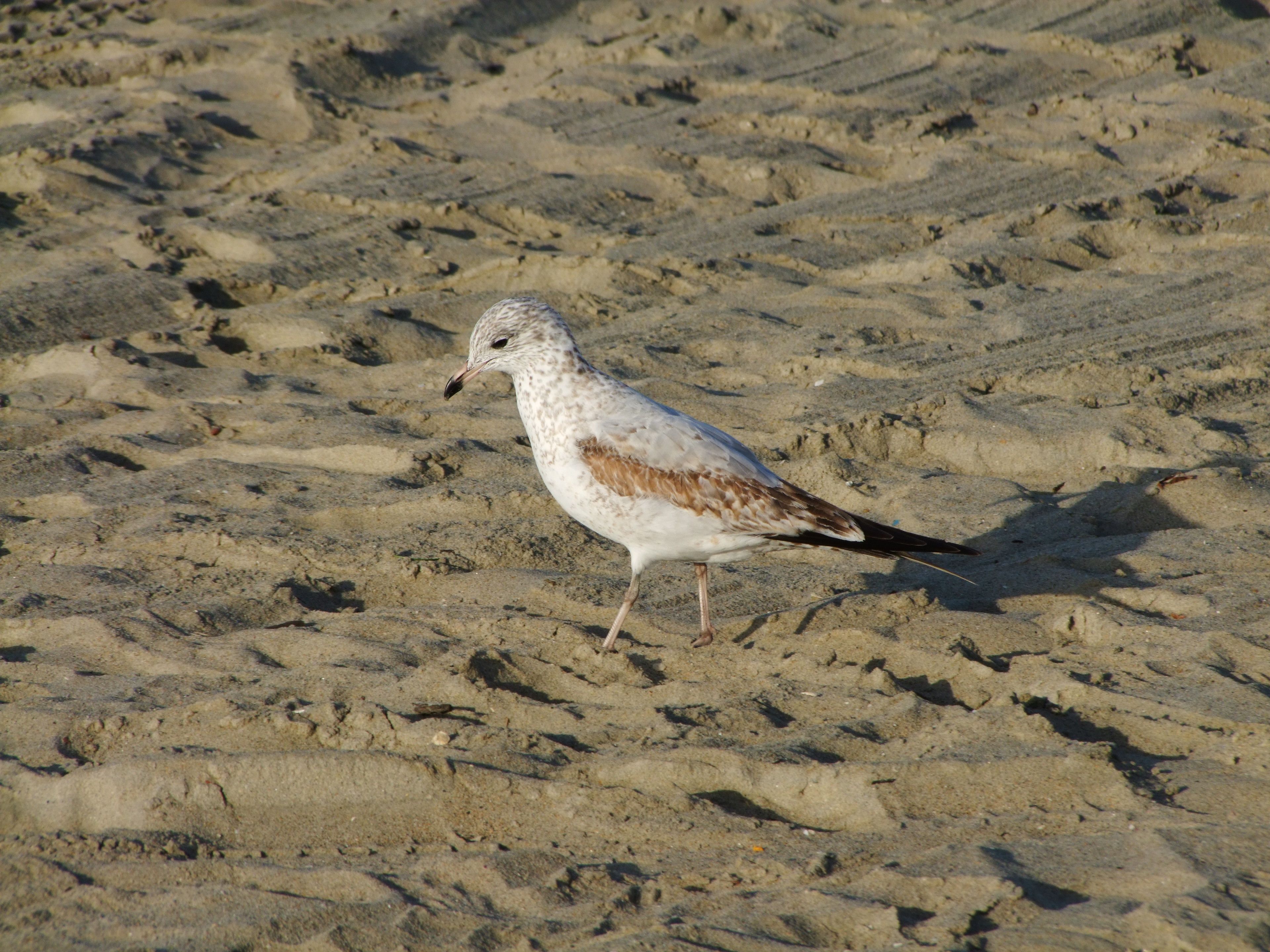 DSCF2493.JPG