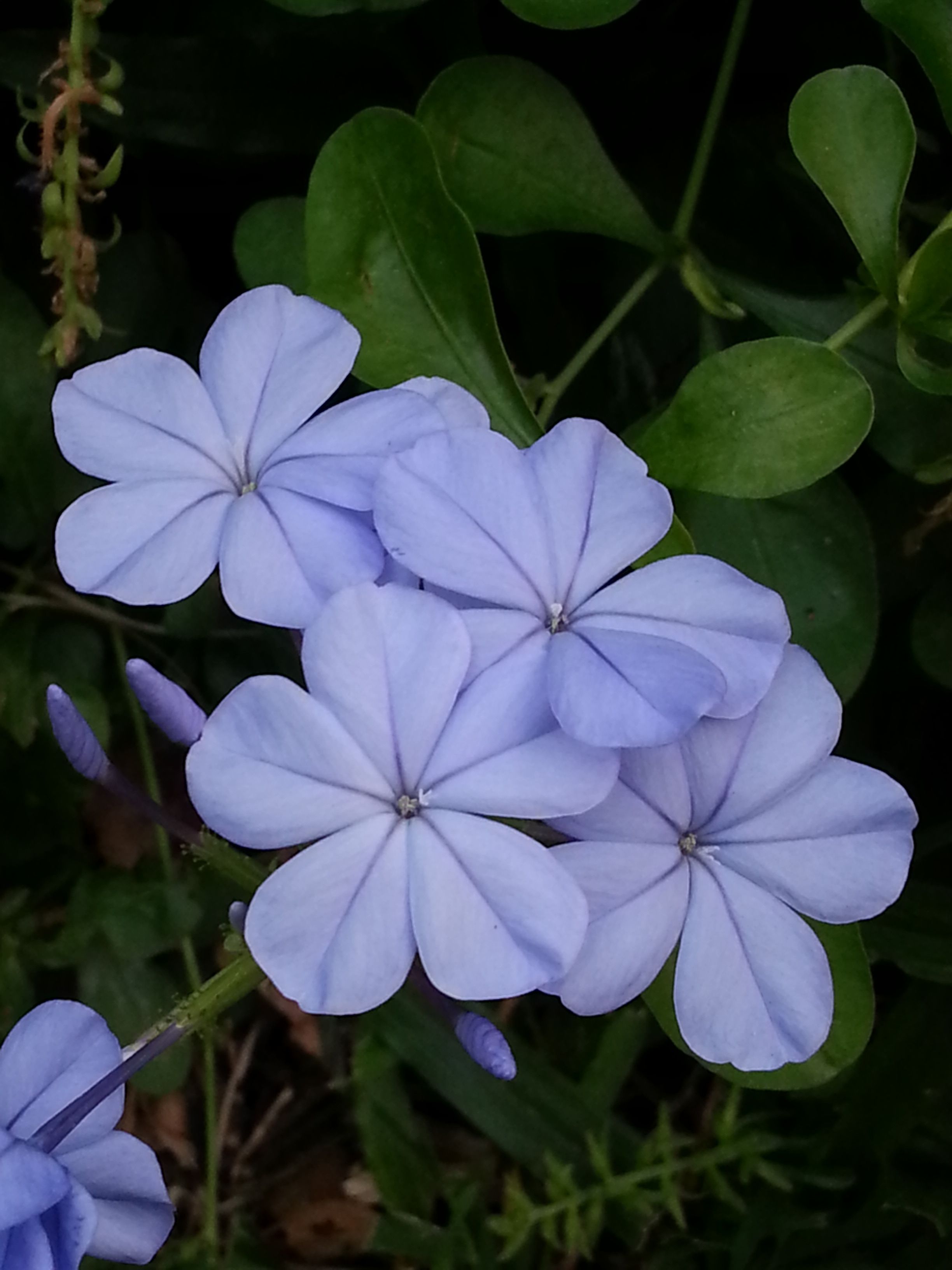 blue flower3.jpg