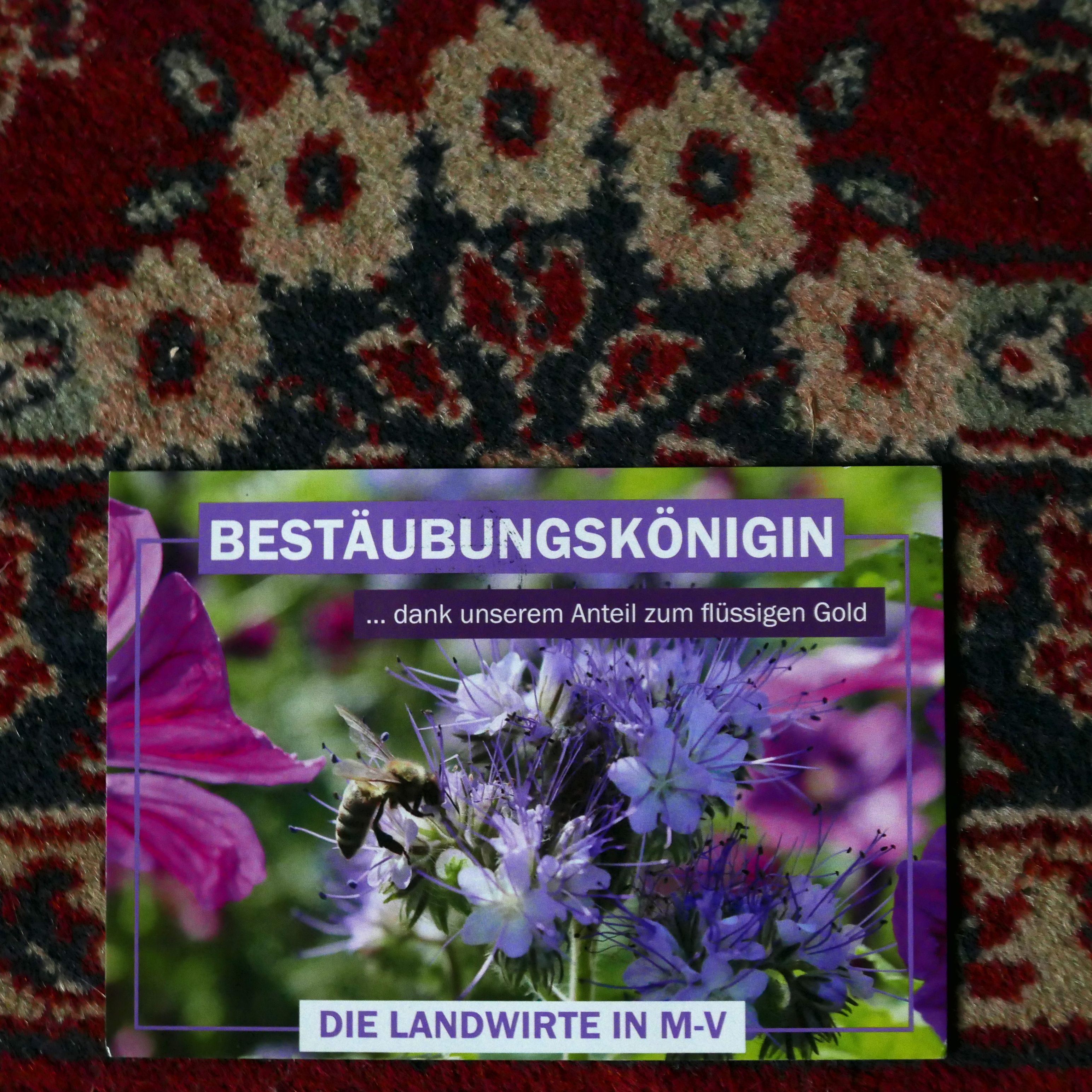 P6570815 bestäubungskönigin.jpg