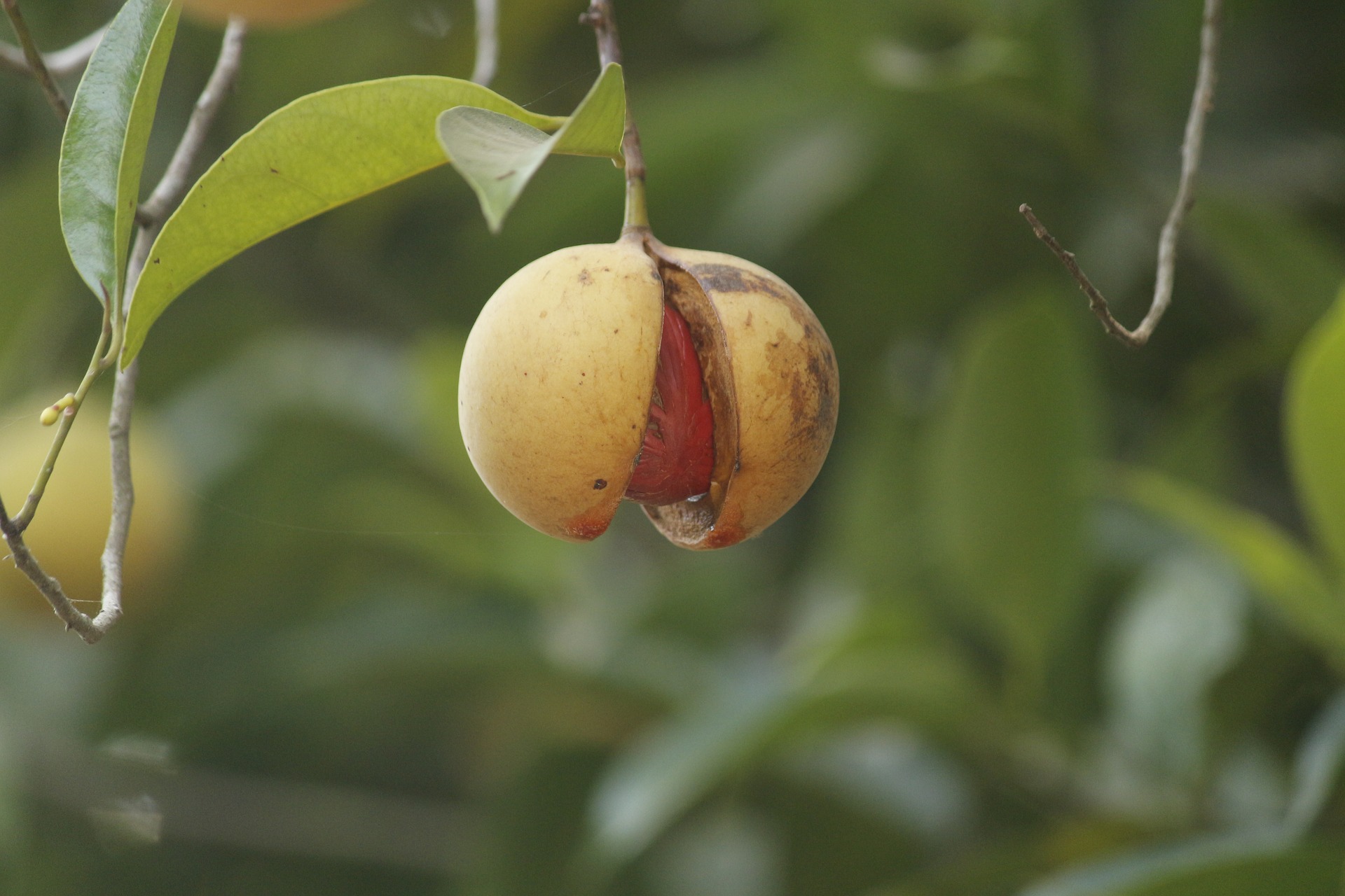 agriculture-2110848_1920.jpg