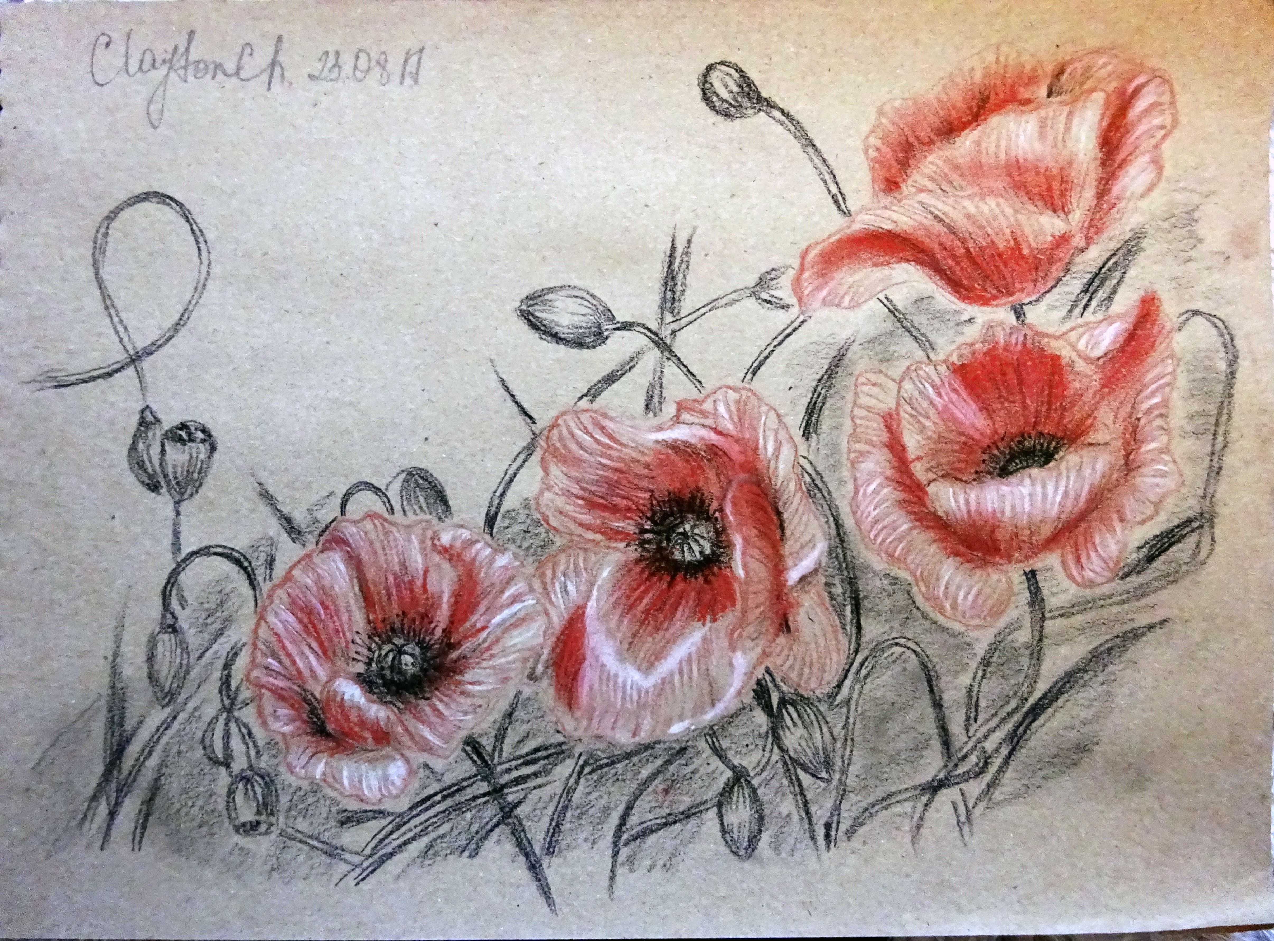 Beautiful Red Poppies Drawing My Art Steemit