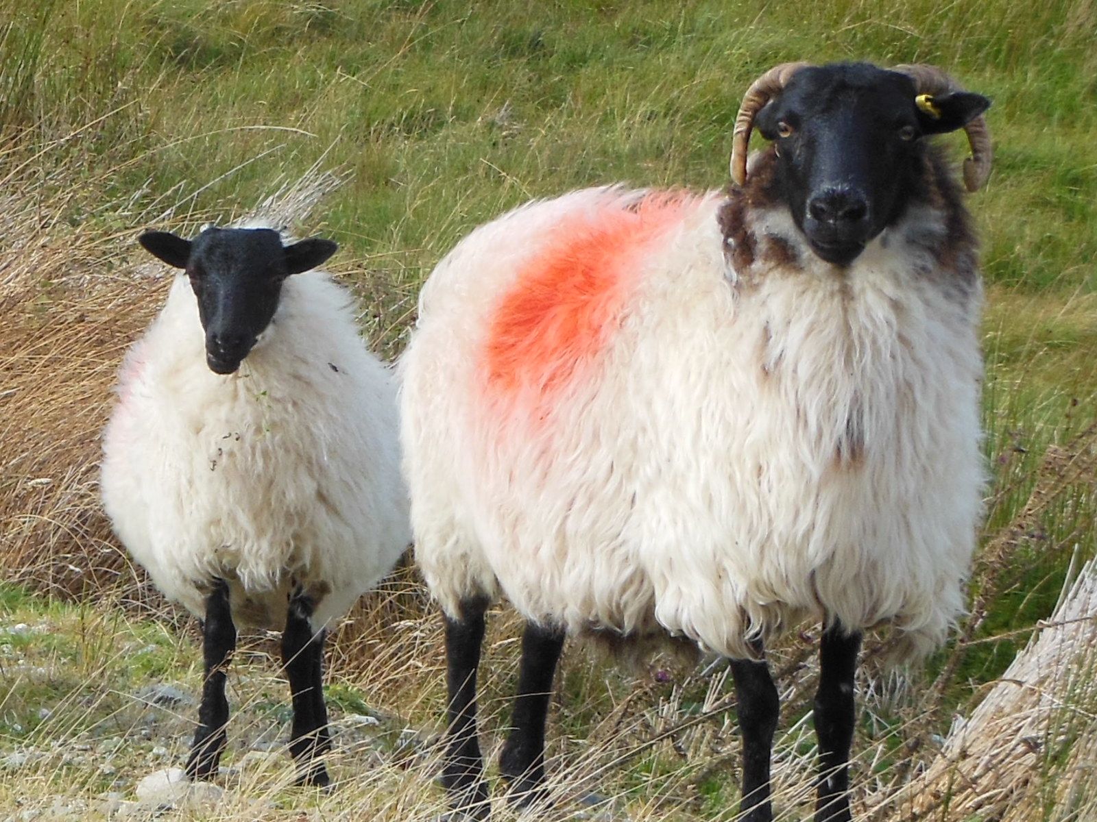 Sheep.JPG