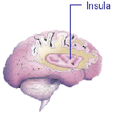 insula.png