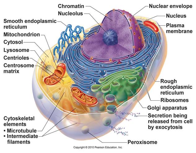Structure of Nucleolus (CELESTIAL CHALLENGE) — Steemit