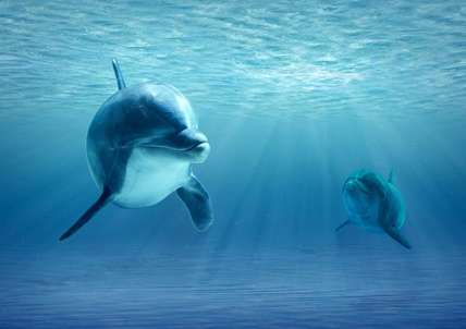 epic-dolphin.jpg