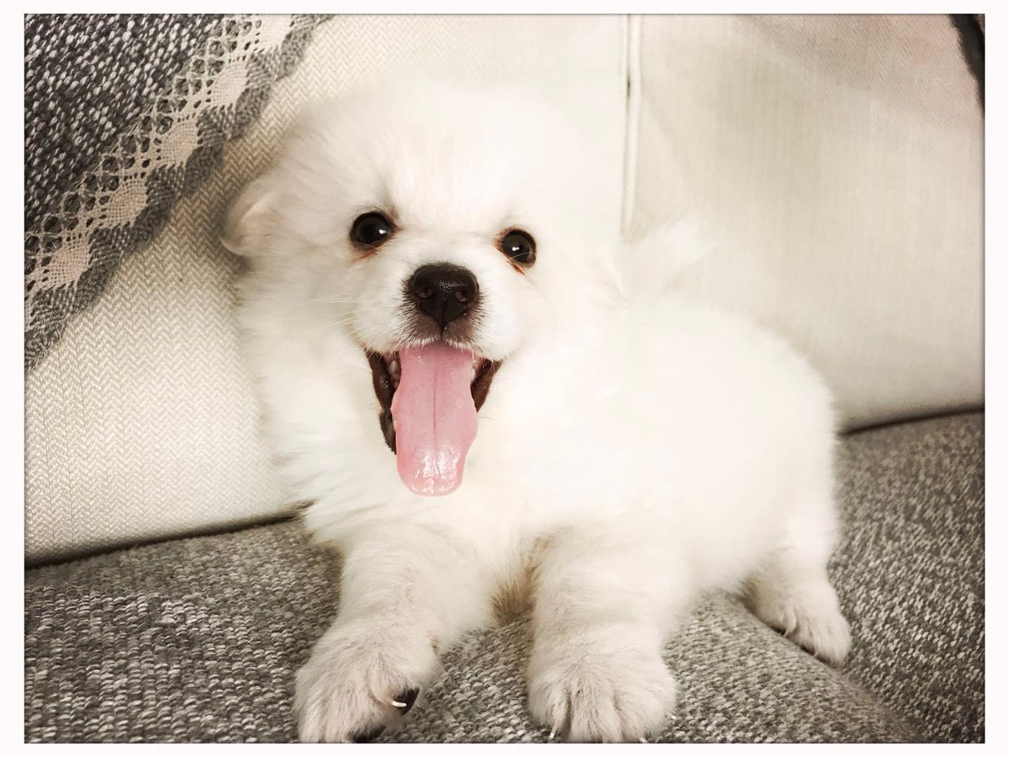 遇到养狗狗的问题，还是勤查勤问比较好 ：）