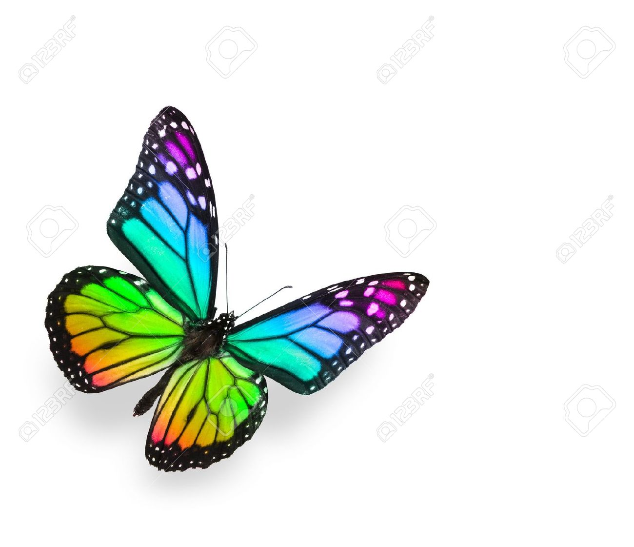 6248585-Rainbow-Butterfly-Isolated-on-White-Stock-Photo-purple.jpg