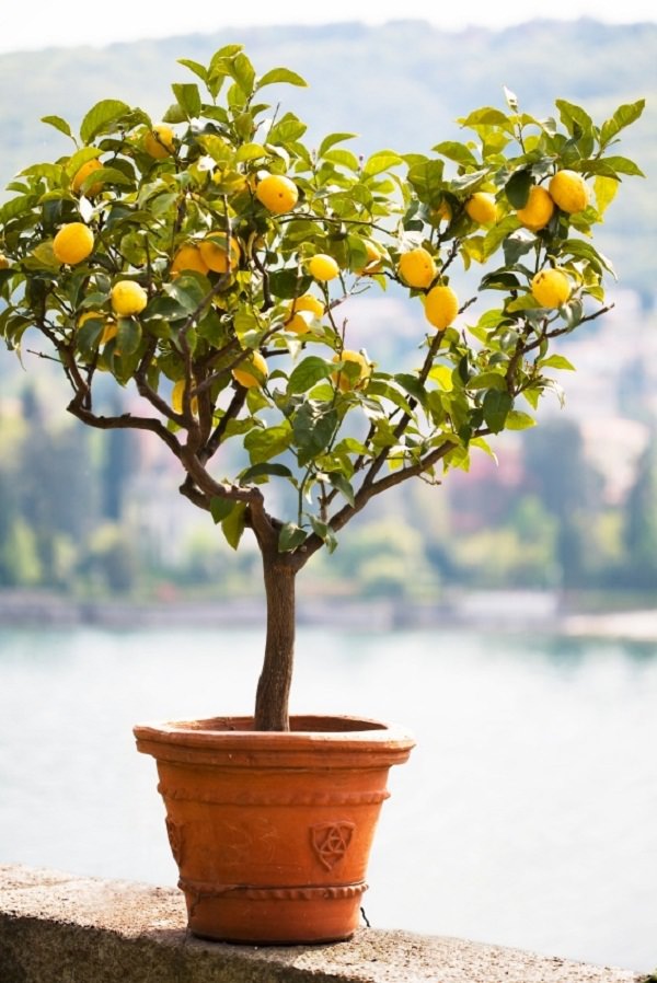 How-to-Grow-a-Lemon-Tree-in-Pot.jpg