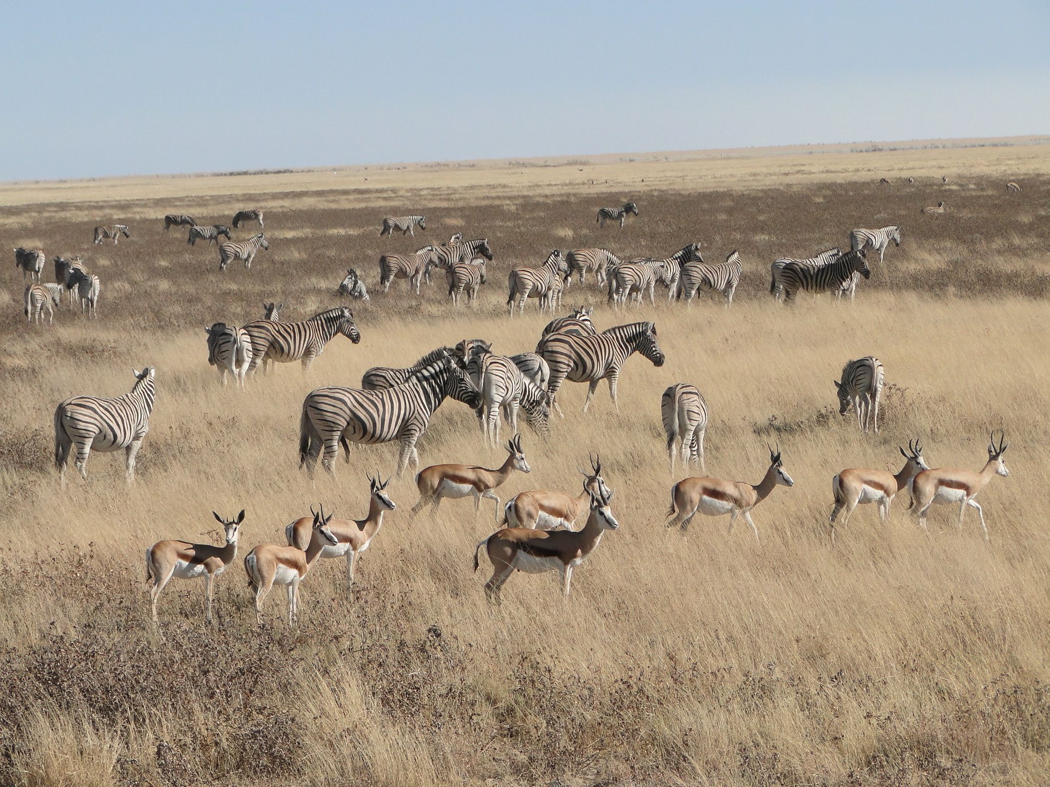 353 etosha plains zebras and springbok.JPG