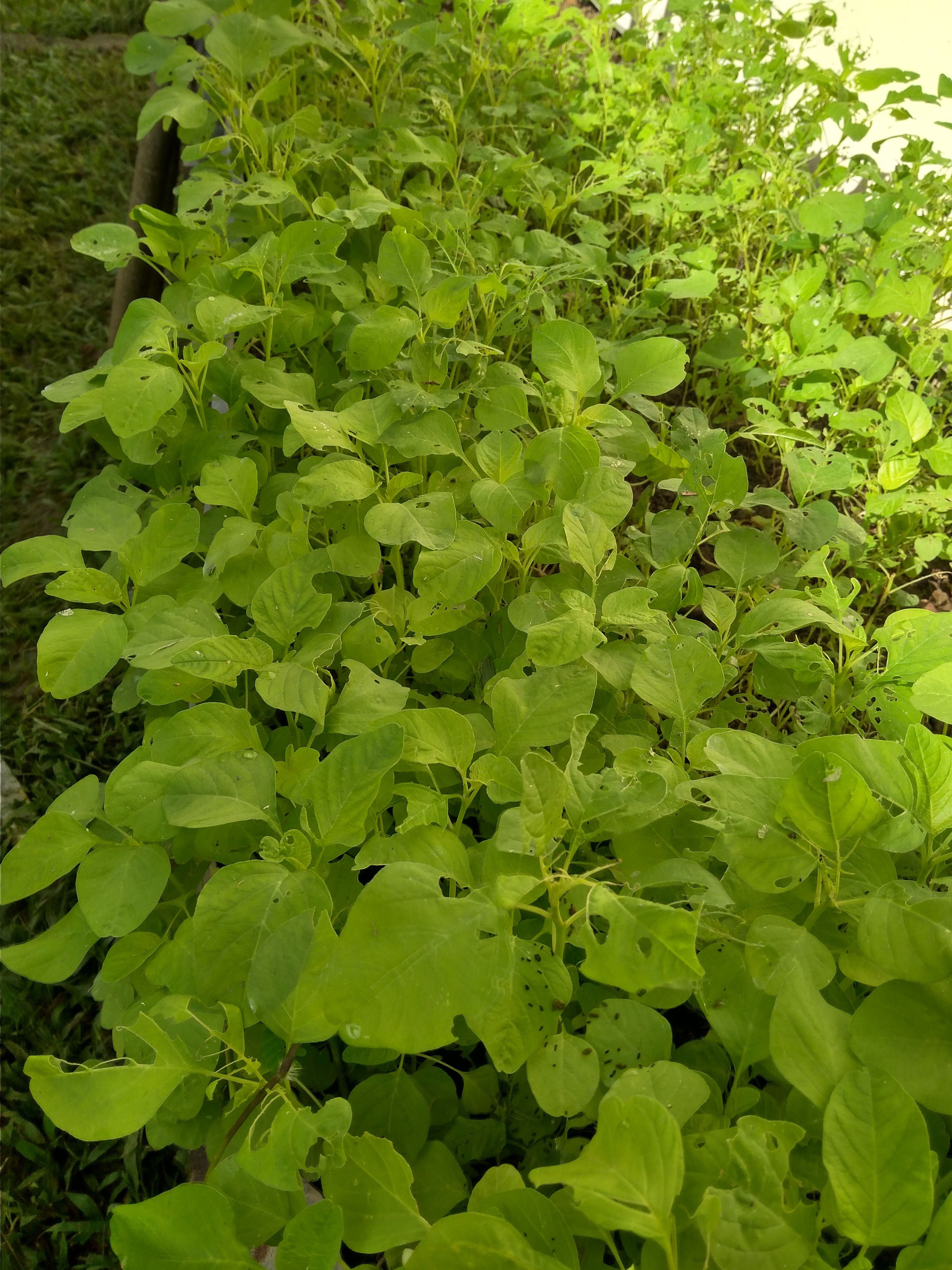 Bayam Merah Dan Manfaatnya Steemit