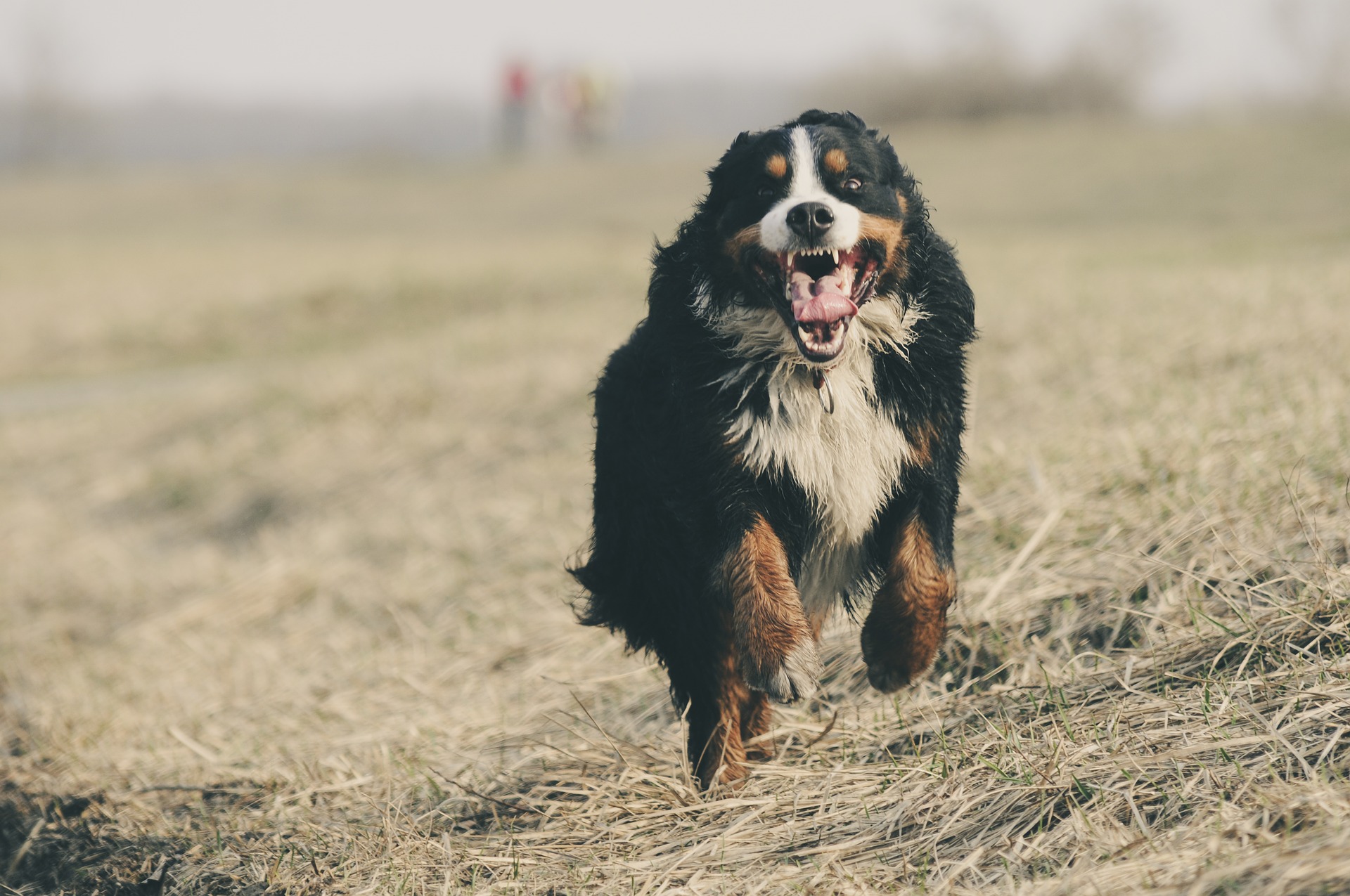 bernese-mountain-dog-1935025_1920.jpg