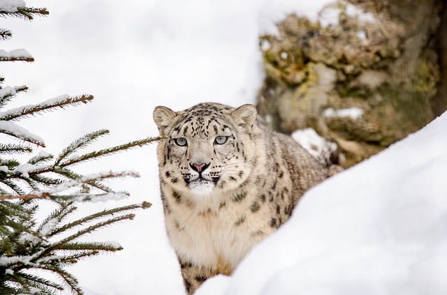 snow-leopard-1985510_640.jpg