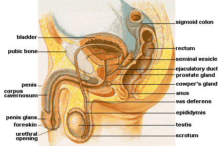 Male_anatomy.png