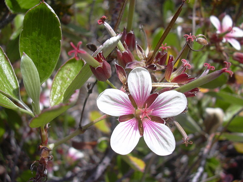 800px-Starr_031001-3005_Geranium_multiflorum.jpg