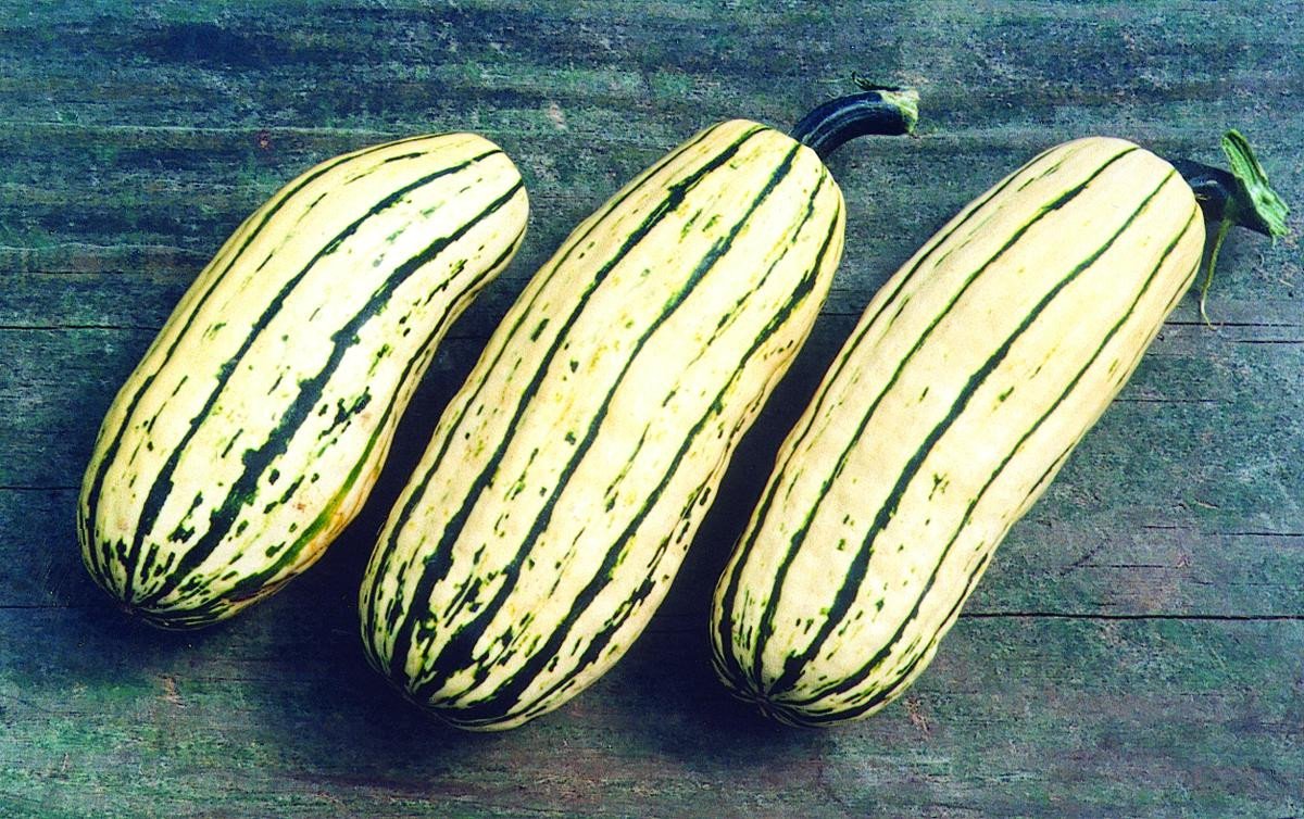 Delicata Squash.jpg