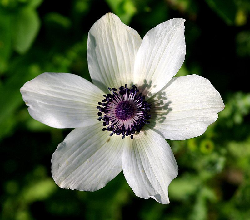 1_2_2009_20_2_17_anemone_coronoria_white.JPG