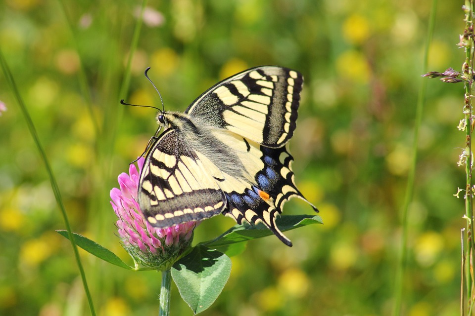 swallowtail-butterfly-364329_960_720.jpg