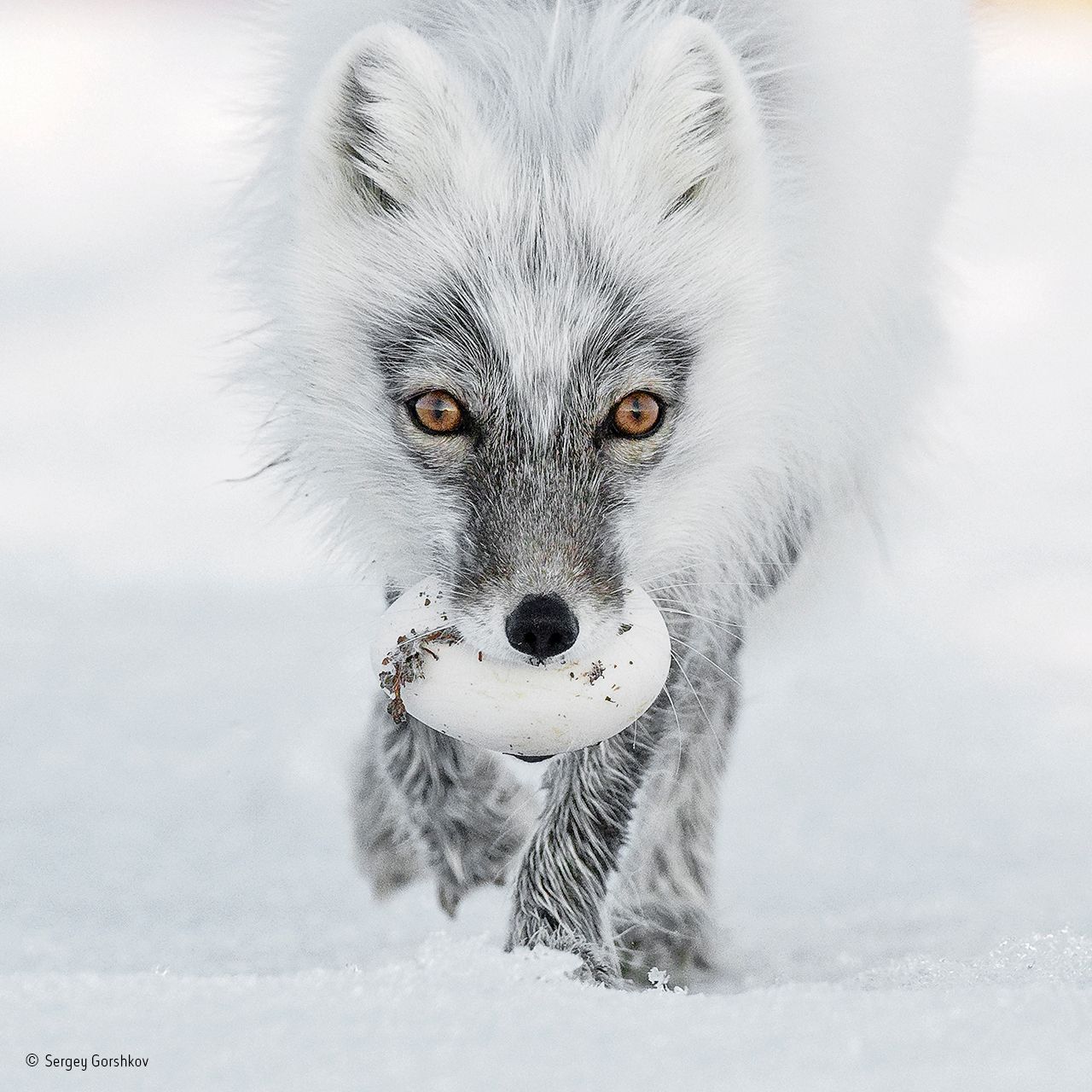 Arctic-treasure-®-Sergey-Gorshkov-Wildlife-Photographer-of-the-Year.jpg