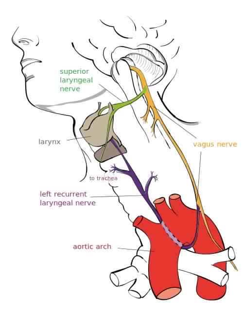 Overview-of-the-Major-Branches-and-Anatomical-Course-of-the-Vagus-Nerve.jpg