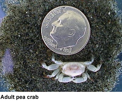 pea-crab.jpg