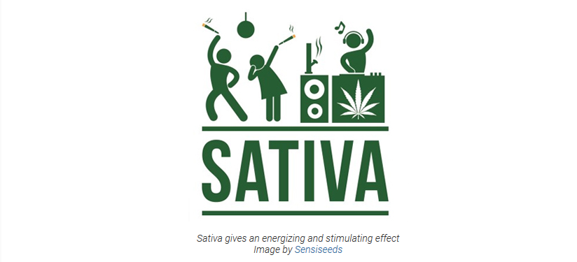 sativa action.PNG