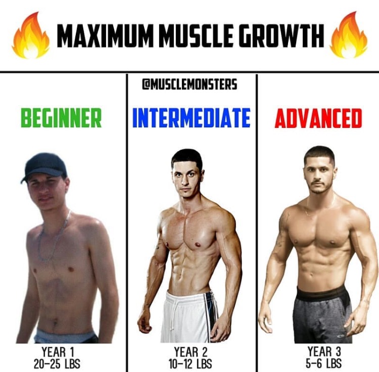 Maximum Muscle Growth — Steemit