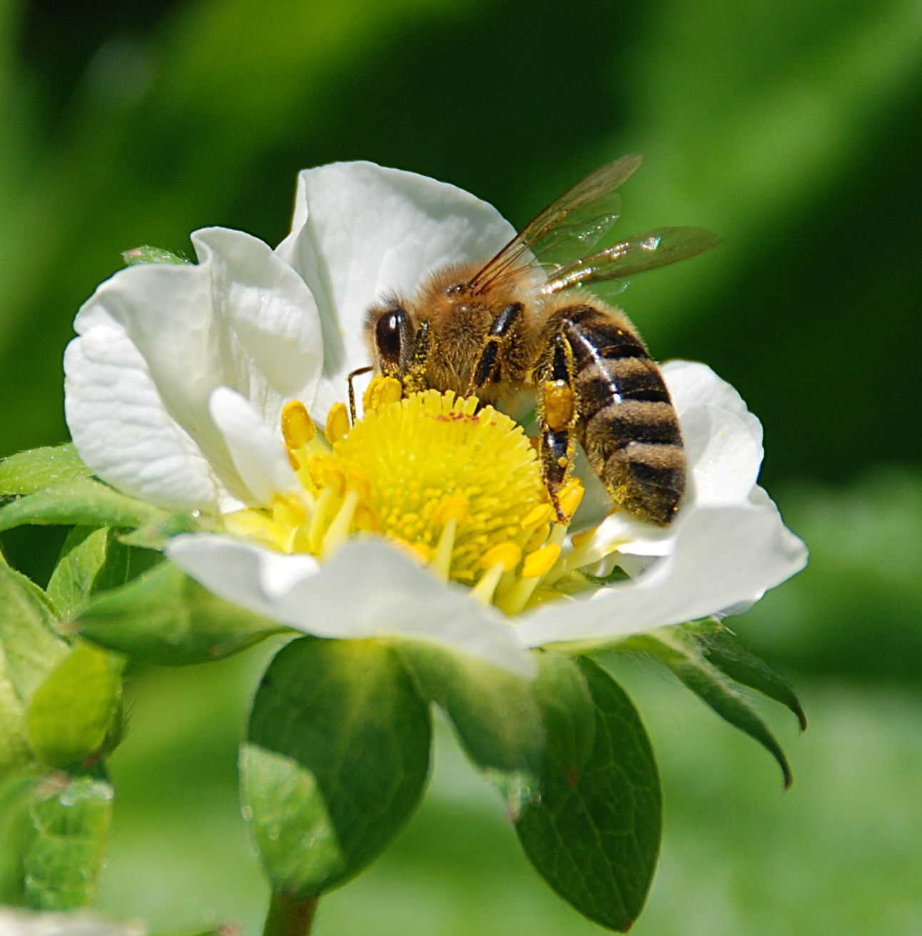 Bee on the strawberry flower — Steemit