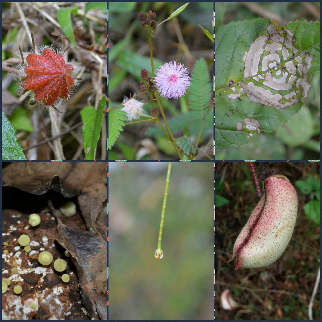 Agumbe Rainforest6.jpg