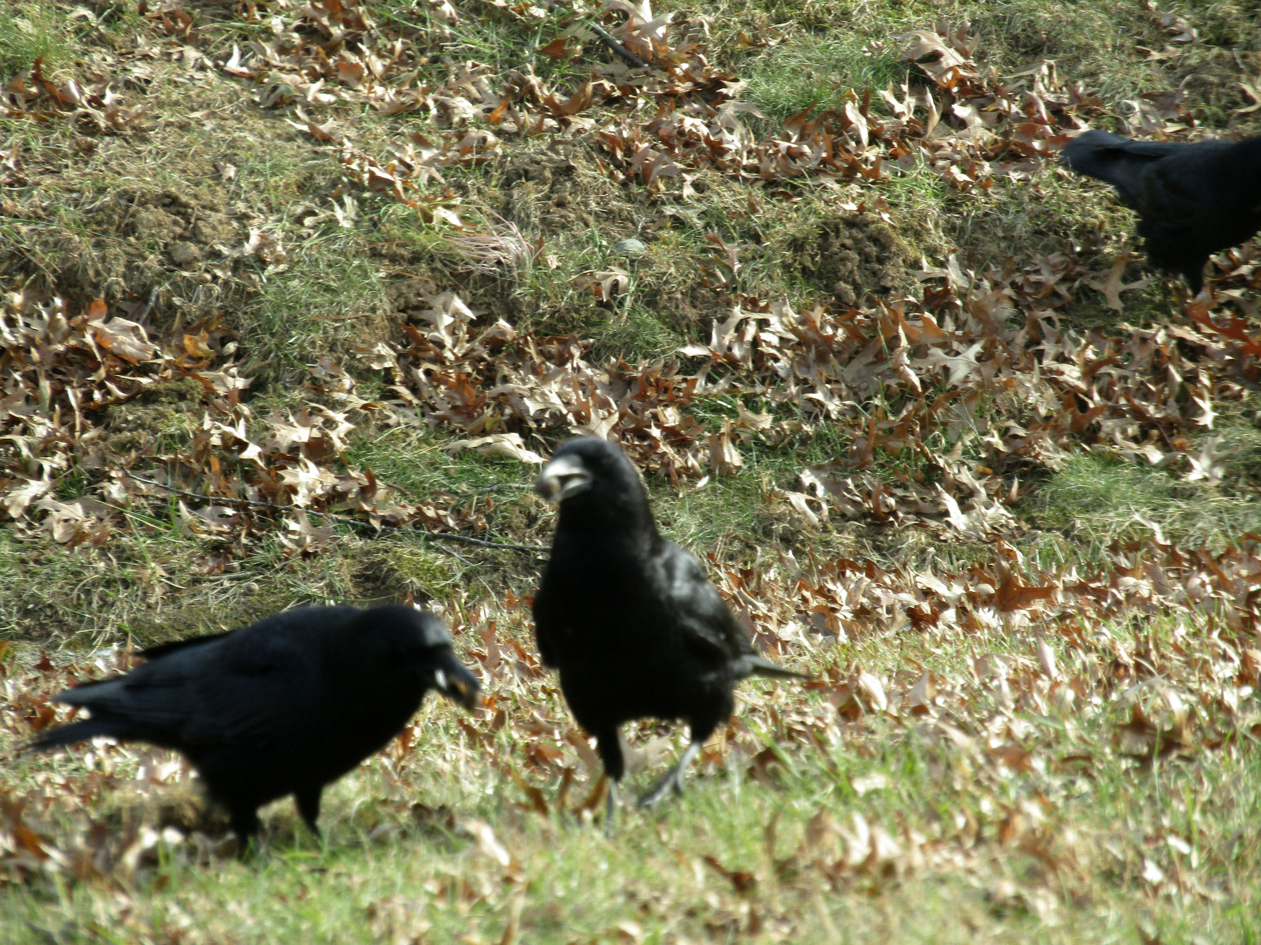 IMG_5567.JPG