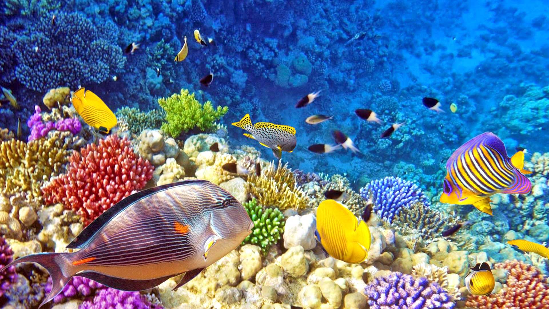 Raja-Ampat-Nature-Underwater-Photo.jpg