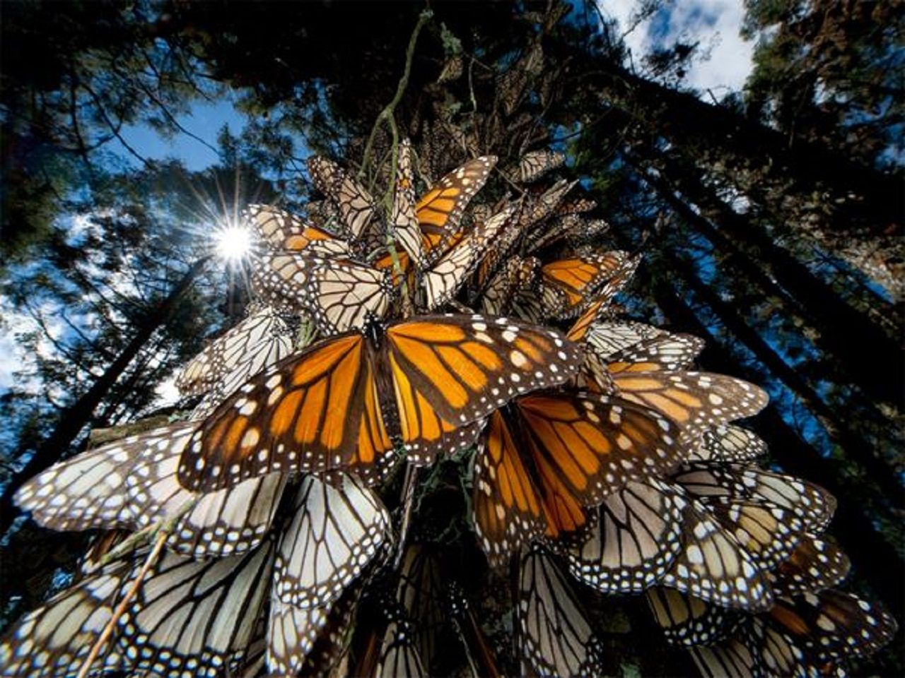 monarch-butterflies-mexico_picture7.jpg