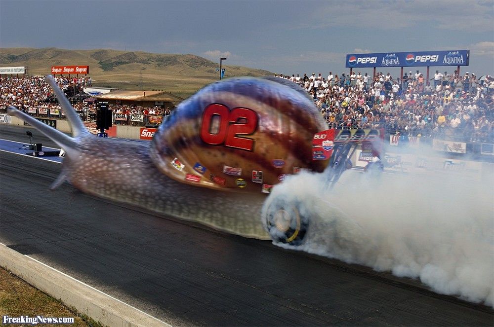 Snail-Drag-Racing-125483.jpg