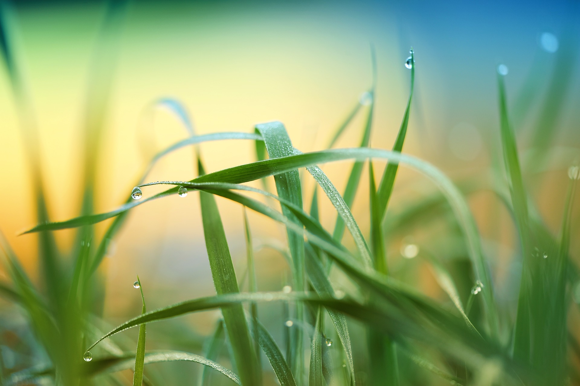 grass-3274686_1920.jpg