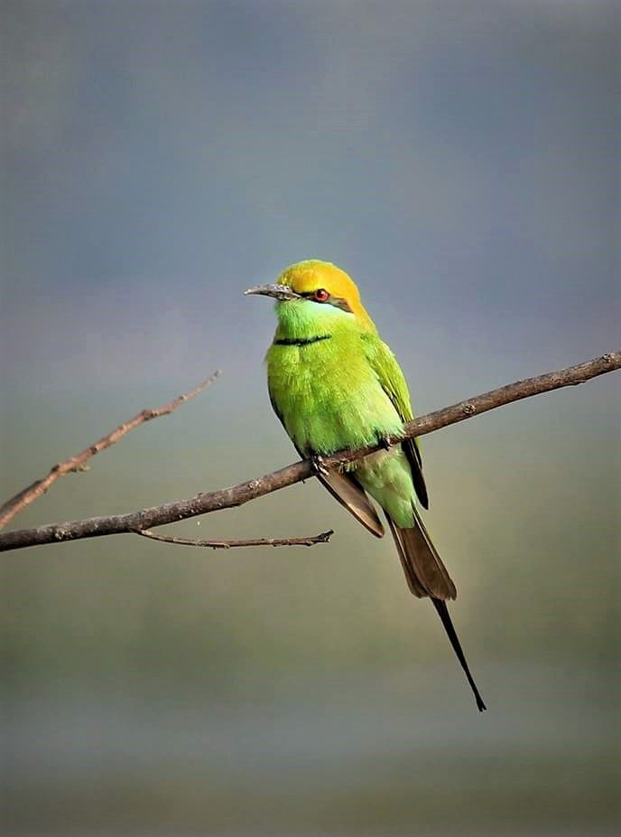 Green Bee-eater, canon 60d + 55-250.jpg