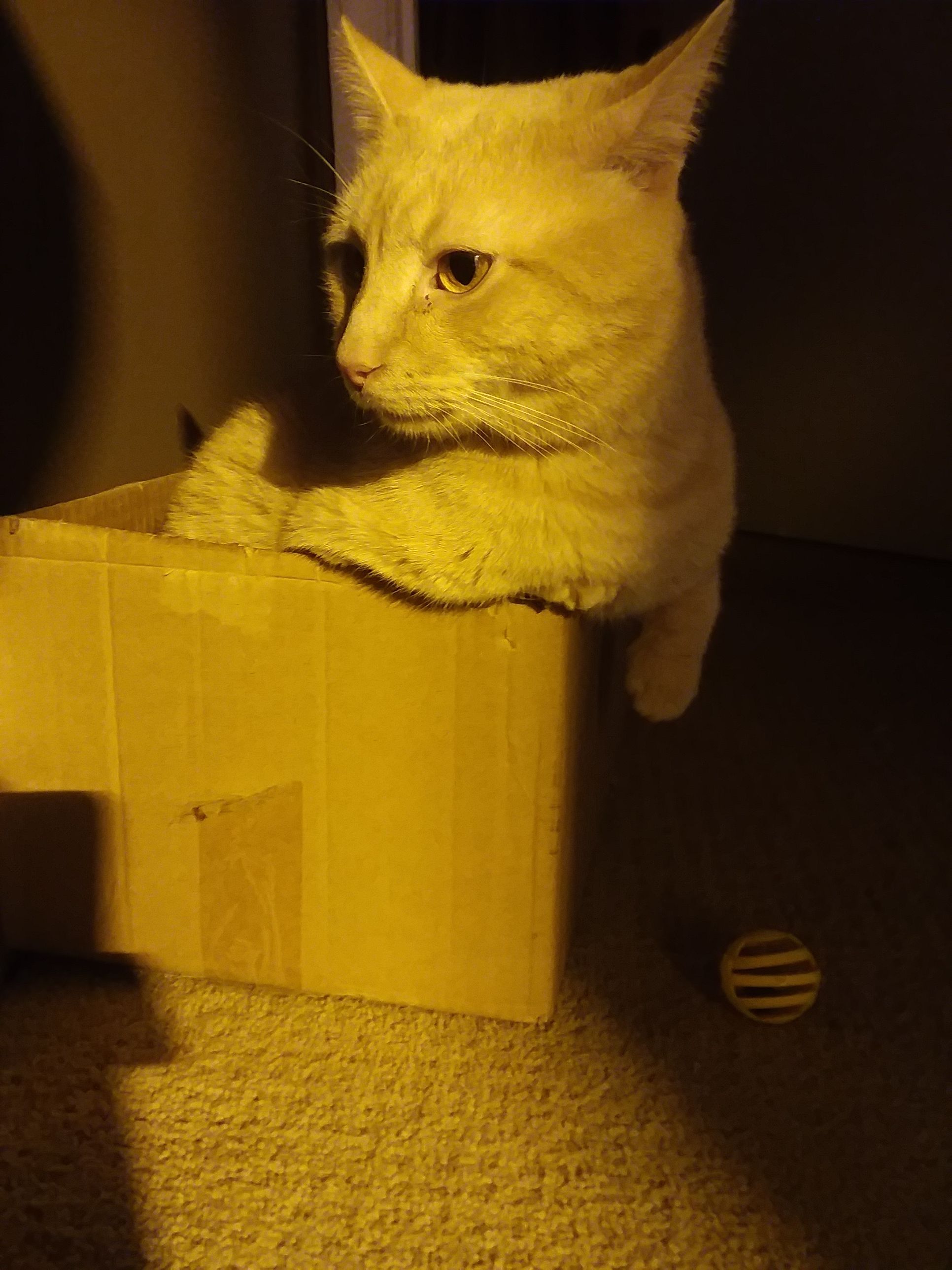 20171216_053617.jpg