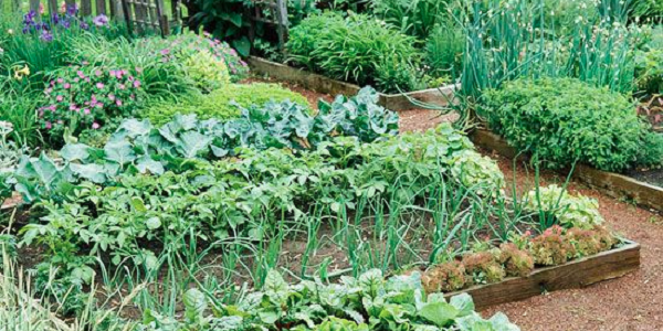 suburban raised bed garden-cropped.png