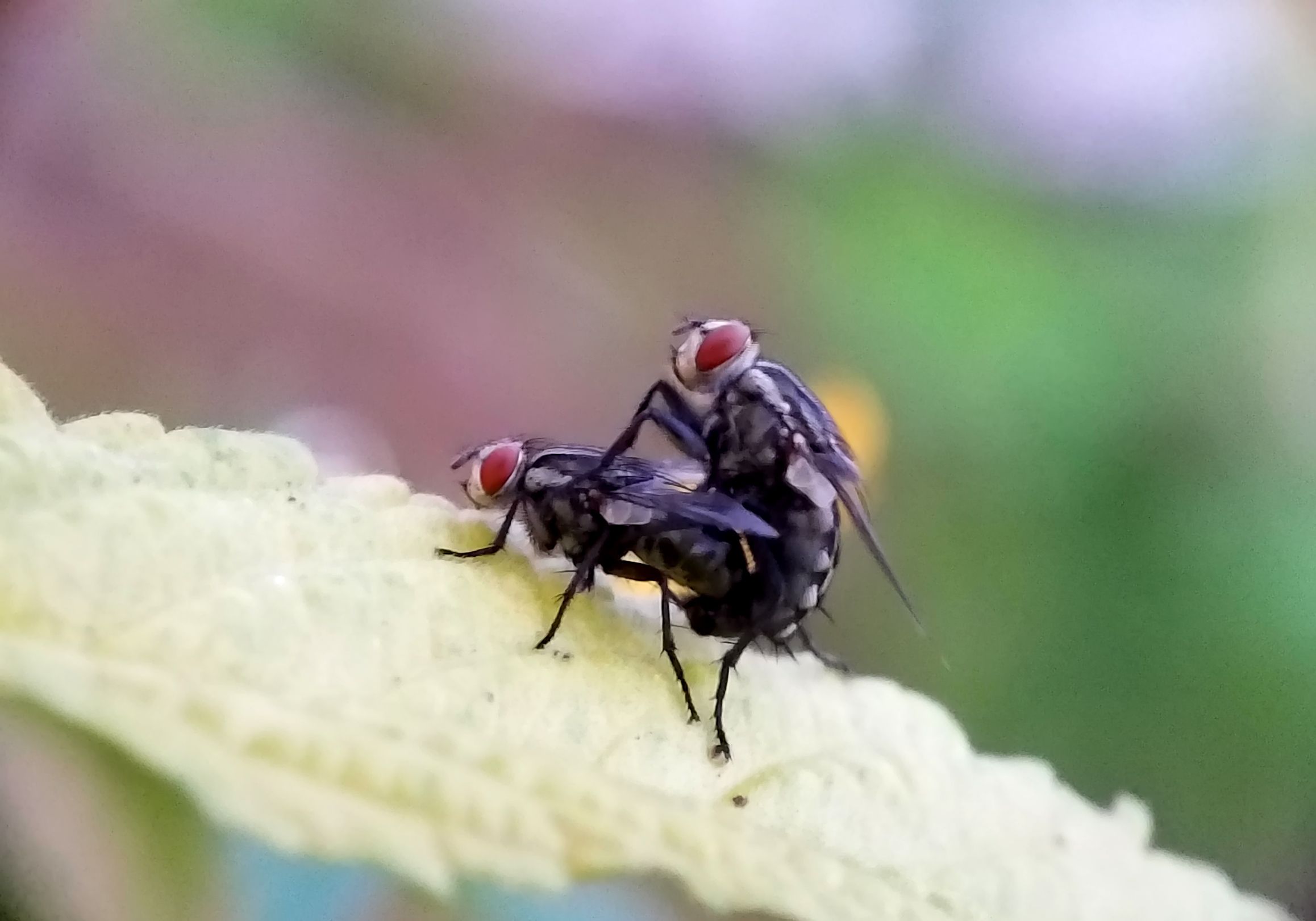 Video and Macro Photography Today # Flies that are Making Love — Steemit