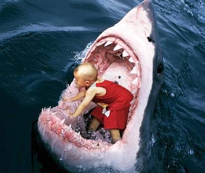 shark funny amazing children kids amazing wallpaper steemit