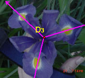 D3_flower.jpg