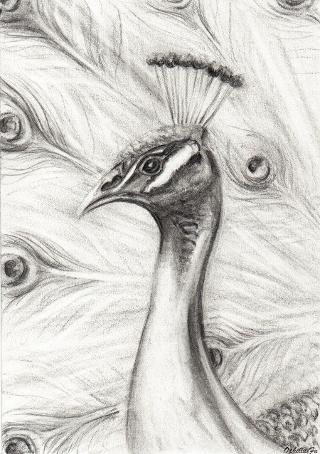 peacock drawing in pencil