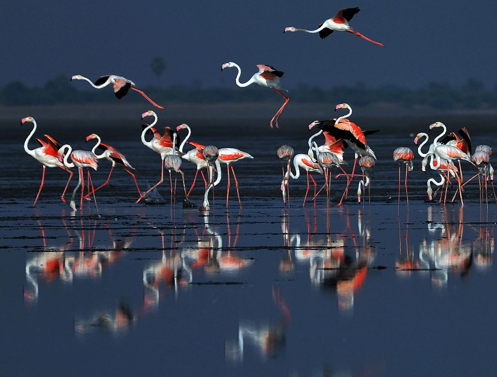 Pulicat-lake-bird-sanctuary.jpg