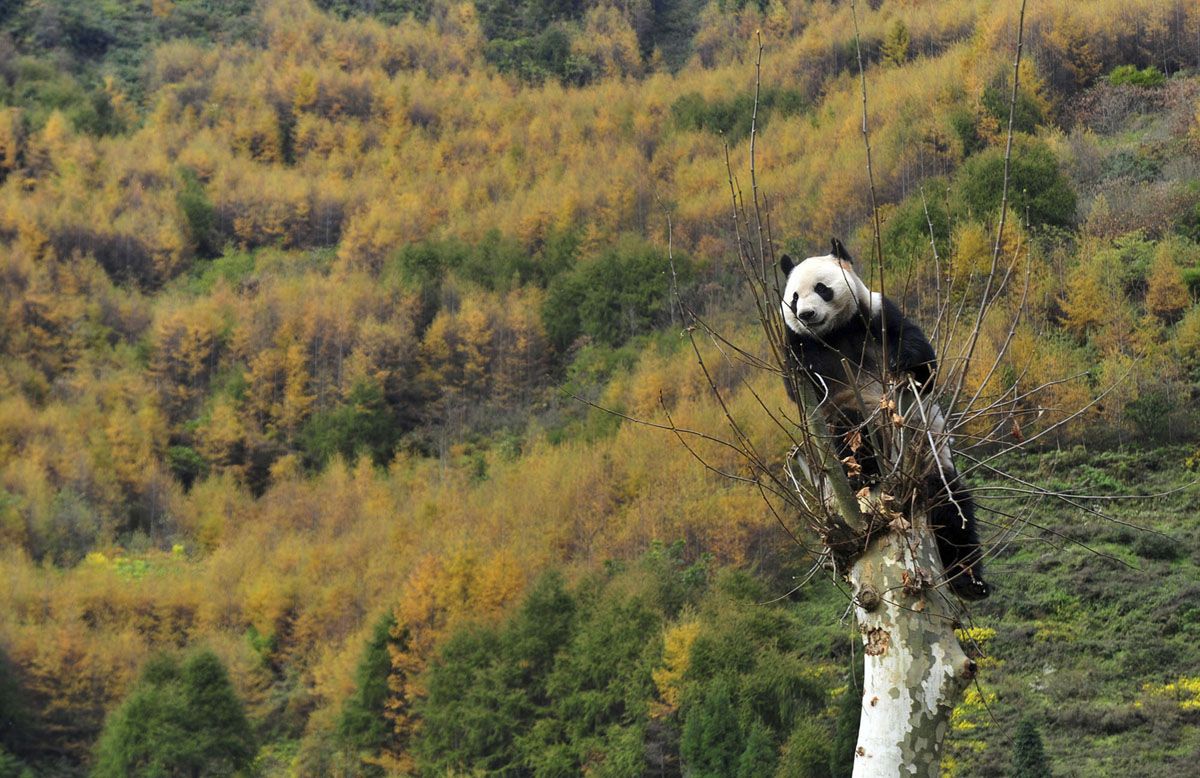 A giant panda sits in a tree.jpg