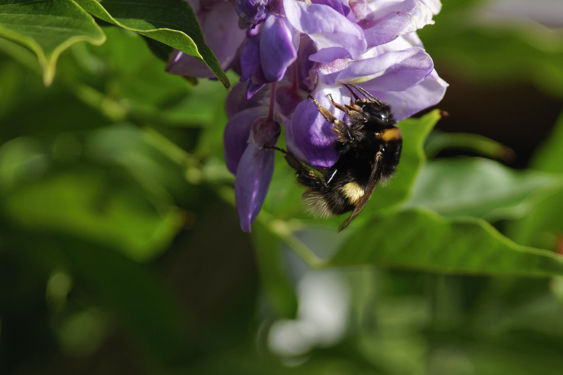 36824048081_9707d8d533_o (FILEminimizer).jpg