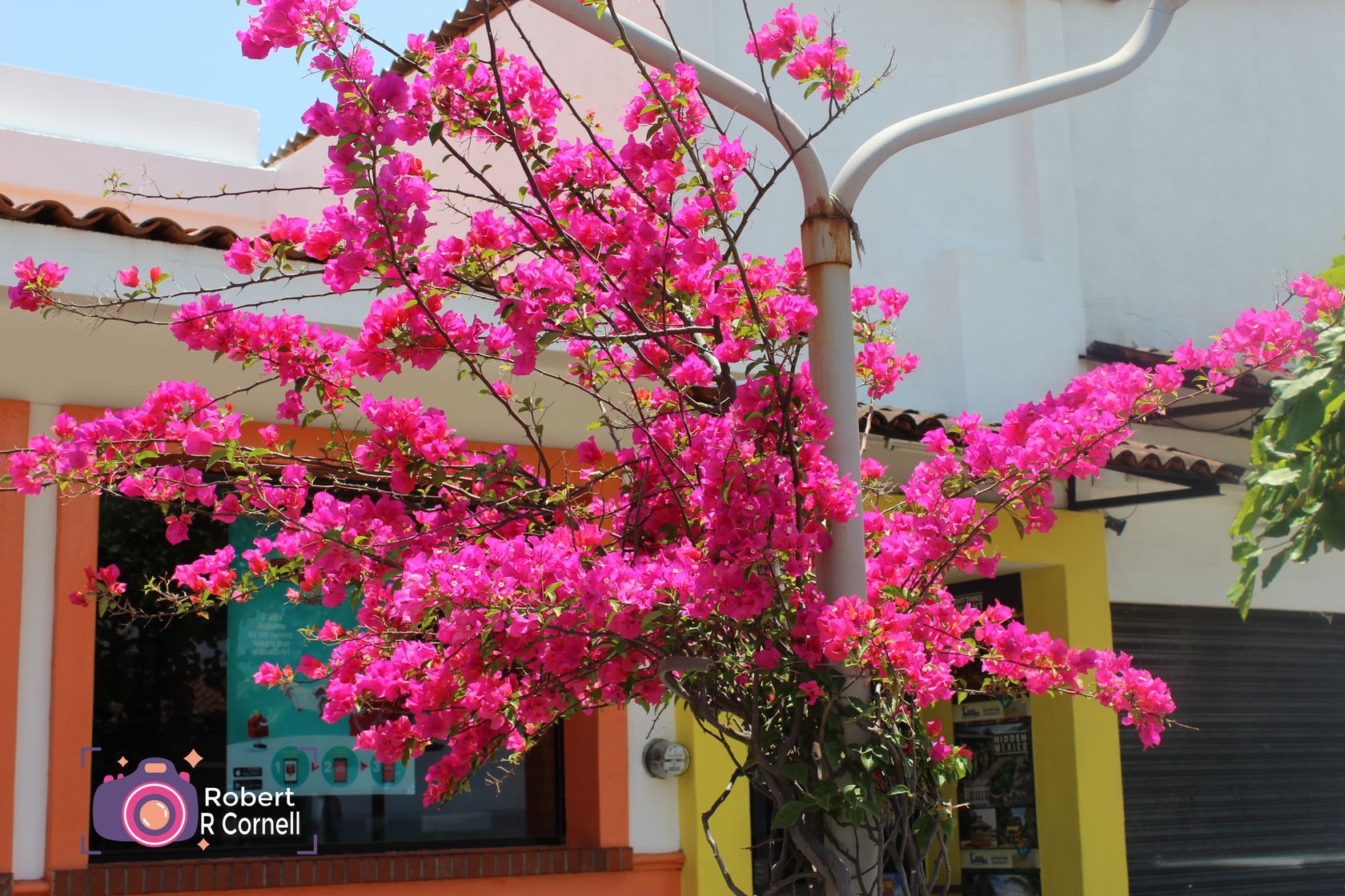 Mexico flowering shrub.JPG