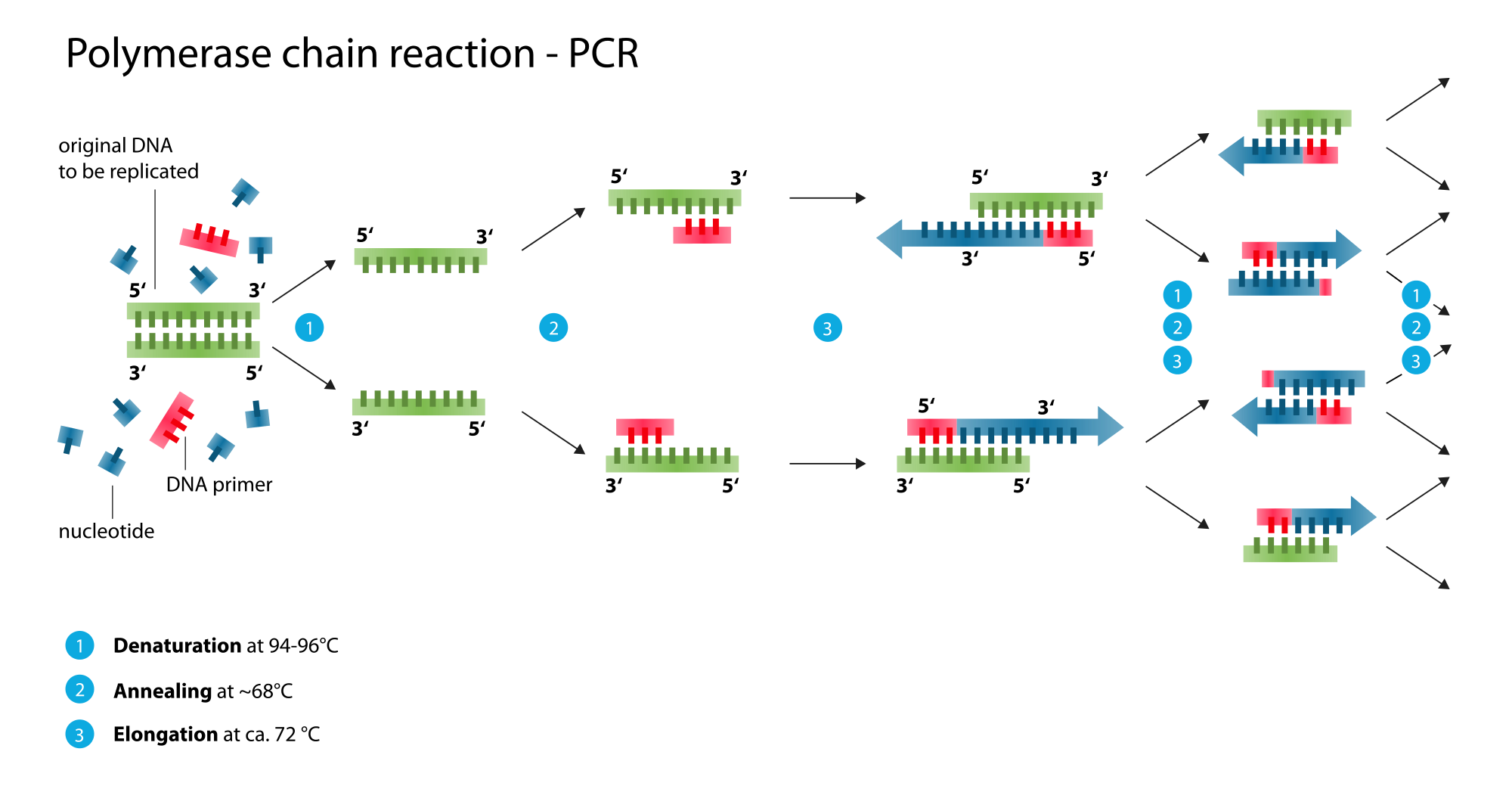 Polymerase_chain_reaction.svg.png