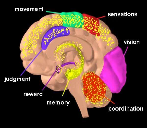 marijuana_brain_diag2.jpg