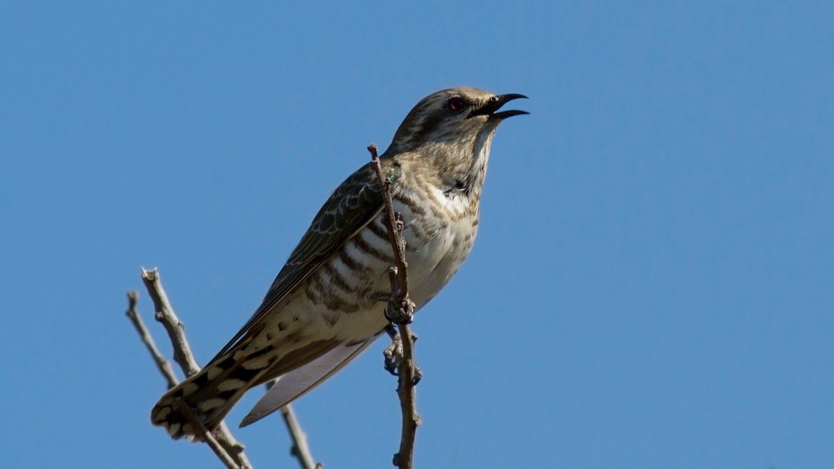 Horsefields Bronze-cuckoo.jpg