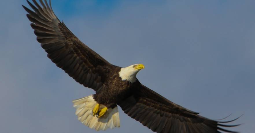 Adams Eagle.jpg